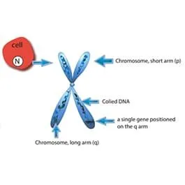 Diagram showing the genetics of tinnitus