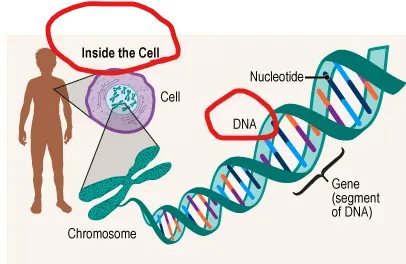 Genetics and hearing loss diagram